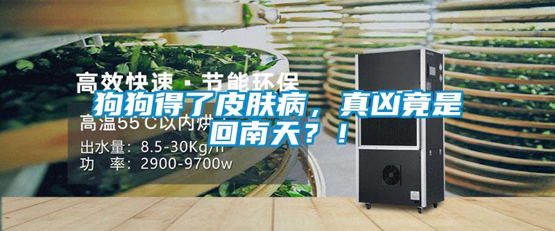 狗狗得了皮膚病，真兇竟是回南天？！