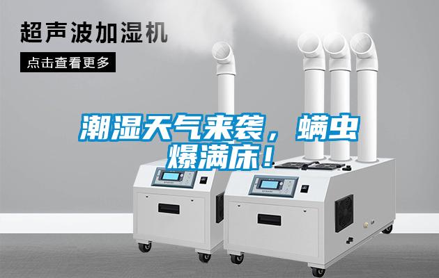 潮濕天氣來(lái)襲，螨蟲(chóng)爆滿床！